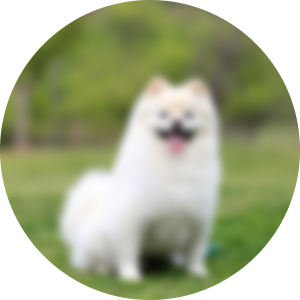 시력퇴행